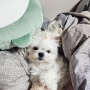 그루밍 시옷 네이버블로그