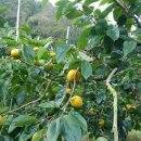 안골농장 이미지