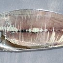 수정체육사 이미지