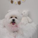 댕그루밍 이미지