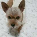 손 동물병원 이미지