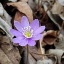 꽃이야기 이미지