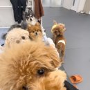 에덴 애견 유치원 호텔 이미지