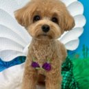 그루멍캡틴 이미지