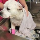 상대원 동물병원 이미지