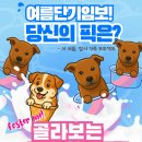 2025년 여름 단기 임시보호 대모집! 🐾 이미지
