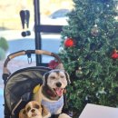 웅천읍성 | [진해 웅천읍성 산책 후 들른 애견동반카페] 강아지와 재방문한 이엠커피 솔직 후기