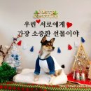 삐삐라떼 이미지