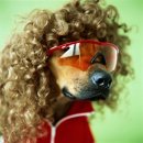 애견모델 이미지