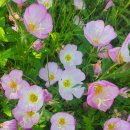 곡성 기차마을 애견동반펜션 이미지