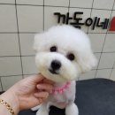 깐돌이네 애견미용호텔 이미지