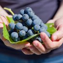 김삿갓농장 이미지