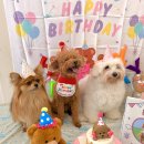 동래유치원 | 동래애견유치원 어디가 좋을까? 맘바이 동래점 꼼꼼 정리