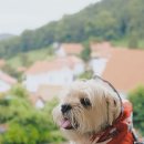 남해댕댕이 애견펜션 블루 이미지