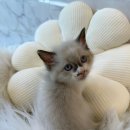 도그마루 강아지 고양이 울산점 이미지