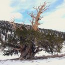 세상에서 가장 오래된 나무 무두셀라 이미지