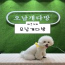 개다방 | [서울 의정부 양주 남양주 애견카페] 오남개다방 후기 🐶 (오남저수지카페 맛집 주차)