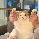 토인헤어 이미지