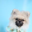 하나카동물병원 이미지