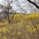 (주)남향레미콘 | [봄꽃축제/봄꽃구경] 응봉산 개나리 꽃구경