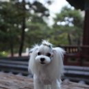 몽퍼피 이미지
