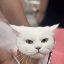 밀크펫살롱 이미지