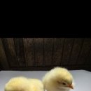 비안 Daum카페