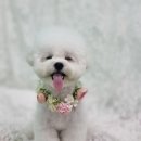 블루맘펫살롱 이미지