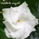 크레이프자스민(겹) (Crape Jasmine,) 이미지
