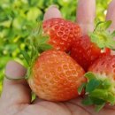 산들바다관광농원 이미지