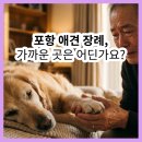 포항전문장례 | 포항 애견 화장 불법이라고요? 포항 애견 장례식장 가까운 믿을 만한 곳은?