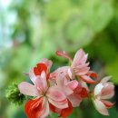 뉴라이프(NewLife) 이미지