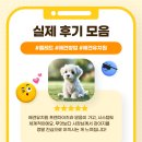 심곡초등학교, 부천두리유치원 | 애견유치원 창업 전, 꼭 봐야 할 후기 총정리 (옐레드 고객 생생 리뷰)
