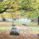 팽나무숲