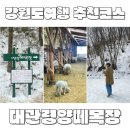 대관령양떼목장ㅣ강원도여행 평창 가볼만한곳 추천
