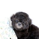 크림푸들 가족이야기 이미지