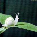 느린 달팽이 이미지