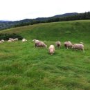 삼포목장 이미지