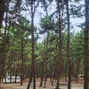 춘장대해수욕장 이미지