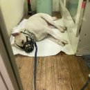 해태동물병원 이미지