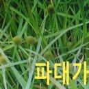 대웅생약초 | 15. 찹초방제 이론의 실제 - - - 2021.12. 02.