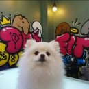 도그핏애견샵 이미지