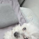 루이펫샵 이미지