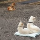 제주민박 이미지