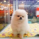 꾸미는 강아지 | 포메라니안 강아지 처음 데려온 날｜아기 포메 입양 후기