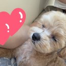 도도애견샵 네이버블로그
