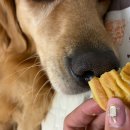 댕구상점 이미지