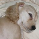 이쁜강아지 이미지