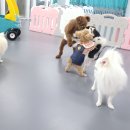 스테디독 이미지