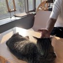 CATS&ME(캣츠 앤 미) | [지니의 일상] 물금 증산 고양이 카페 데이트 다녀오다 | 양산 캣츠앤미